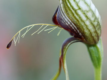 Pterostylis barbata