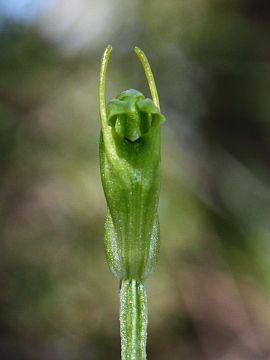 Pterostylis brevisepala