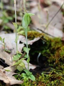Pterostylis brevisepala