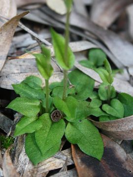 Pterostylis brevisepala