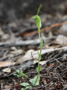 Pterostylis crispula