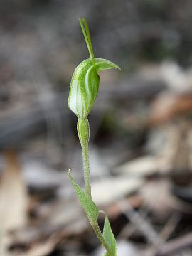 Pterostylis crispula