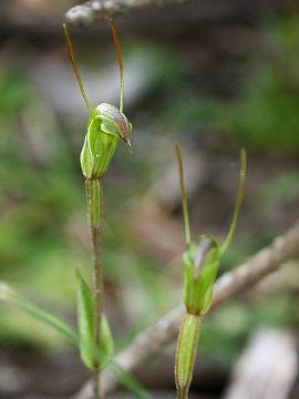 Pterostylis erubescens