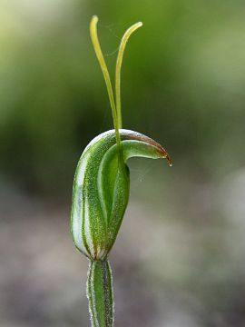 Pterostylis erubescens
