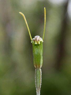 Pterostylis erubescens