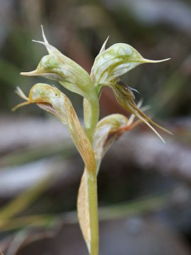 Pterostylis frenchii
