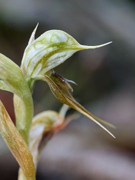Pterostylis frenchii