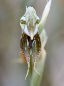 Pterostylis frenchii