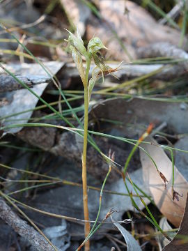 Pterostylis frenchii