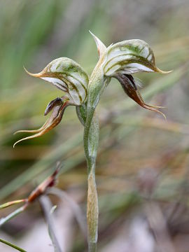 Pterostylis frenchii