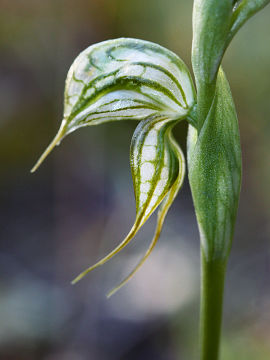 Pterostylis leptochila