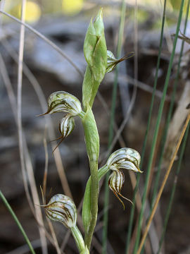 Pterostylis leptochila