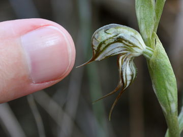 Pterostylis leptochila