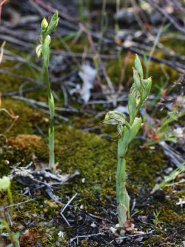 Pterostylis leptochila