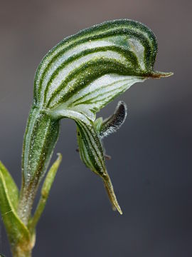 Pterostylis occulata Pterostylis occulata