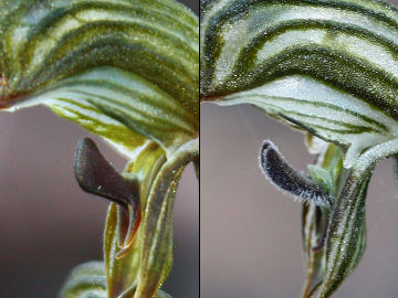 Pterostylis occulata Pterostylis occulata