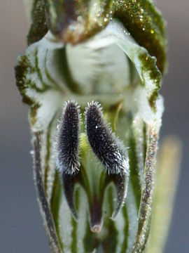 Pterostylis occulata Pterostylis occulata