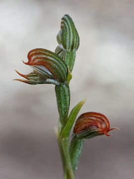 Pterostylis occulata Pterostylis occulata