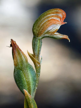 Pterostylis occulata Pterostylis occulata