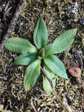 Pterostylis perculta Pterostylis perculta