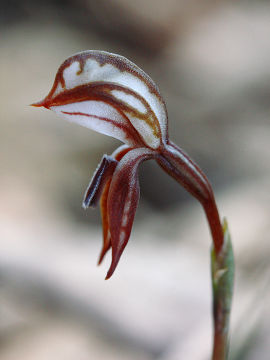 Pterostylis perculta Pterostylis perculta