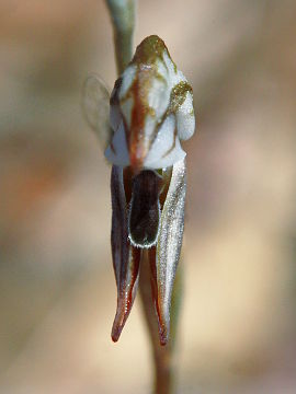 Pterostylis perculta Pterostylis perculta
