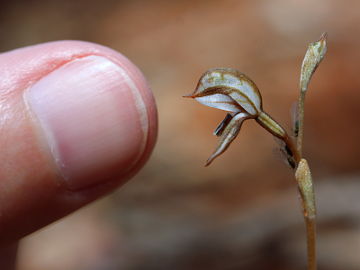 Pterostylis perculta Pterostylis perculta