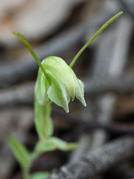 Pterostylis platypetala Pterostylis platypetala