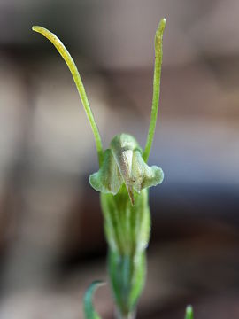 Pterostylis platypetala Pterostylis platypetala
