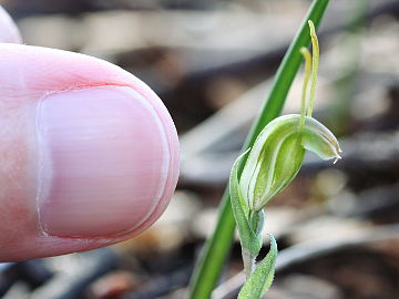 Pterostylis platypetala Pterostylis platypetala