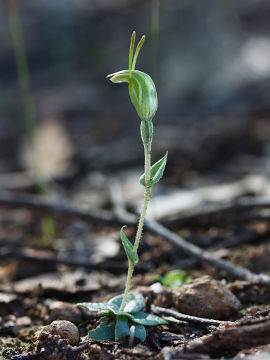 Pterostylis platypetala Pterostylis platypetala
