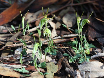 Pterostylis platypetala Pterostylis platypetala