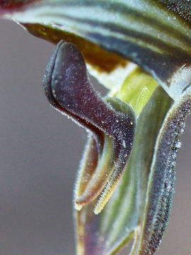 Pterostylis sargentii Pterostylis sargentii