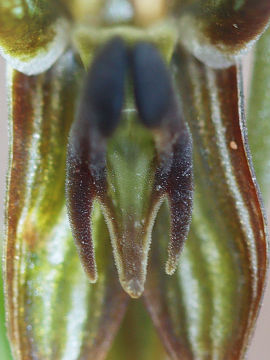 Pterostylis sargentii Pterostylis sargentii