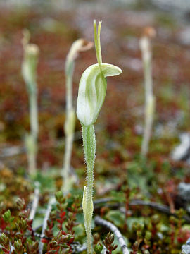 Pterostylis setulosa
