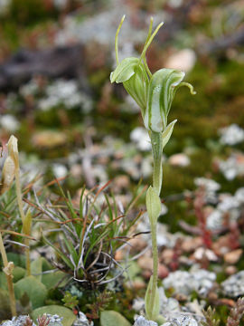 Pterostylis setulosa