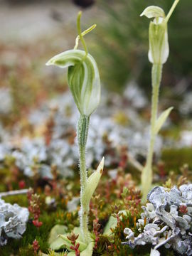 Pterostylis setulosa