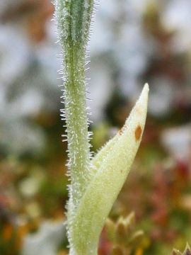 Pterostylis setulosa