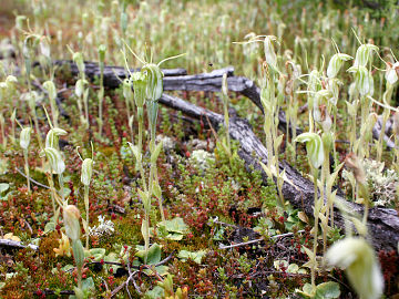 Pterostylis setulosa