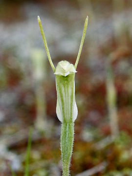 Pterostylis setulosa