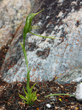 Pterostylis turfosa