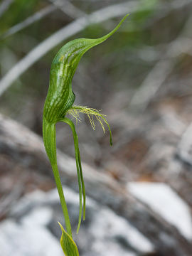 Pterostylis turfosa