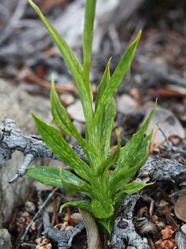 Pterostylis turfosa