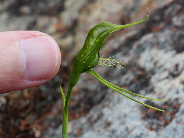 Pterostylis turfosa