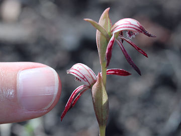 Pyrorchis nigricans