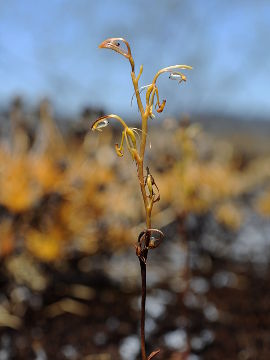 Spiculaea ciliata