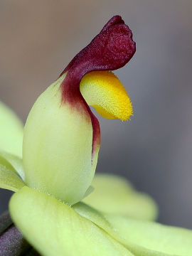 Thelymitra antennifera
