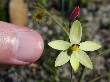 Thelymitra antennifera