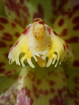 Thelymitra benthamiana