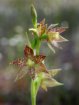 Thelymitra benthamiana